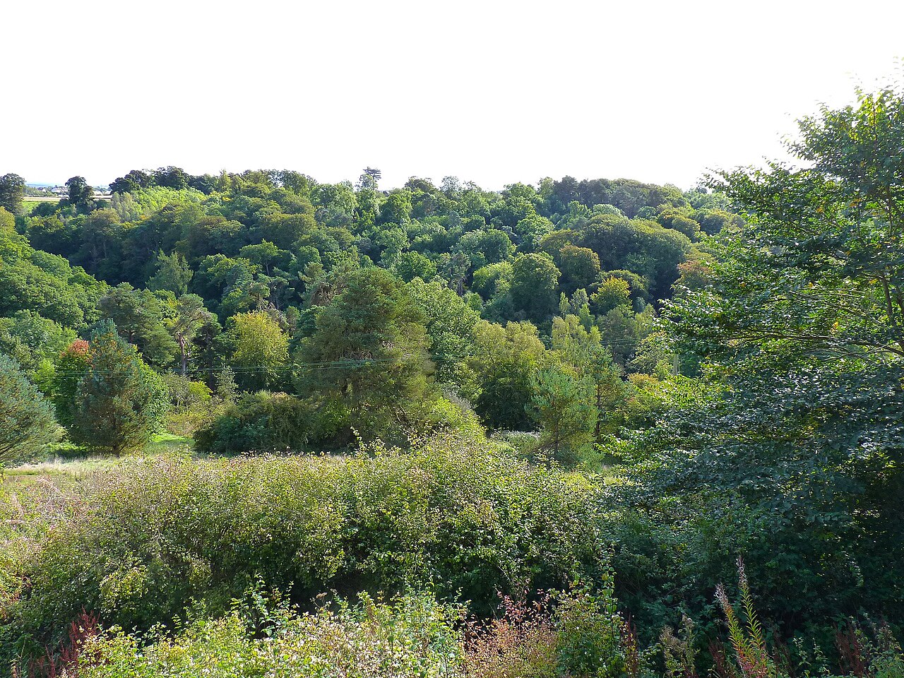 Woodland and river in Roslin Glen